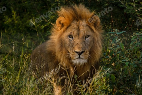 Preview: African Lions during safari game drive in Kruger National park South Africa