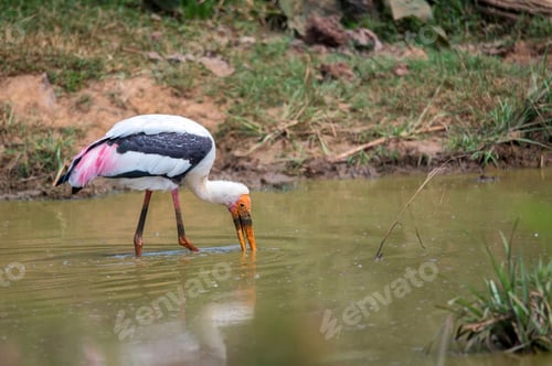 Preview: Painted Stork or Mycteria leucocephala in the wild