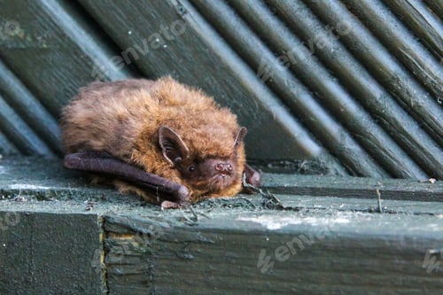 Visualização: Morcego pipistrelle marrom apoiado em um degrau de concreto perto de uma cerca de metal em um ambiente tranquilo.