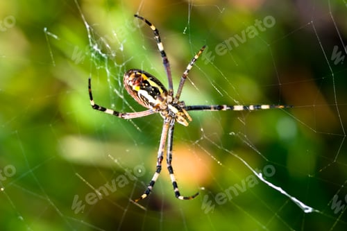 Preview: Spider, Argiope bruennichi