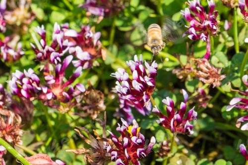 Preview: Close up of Whitetip clover