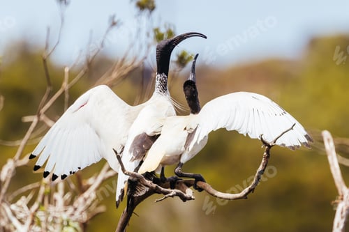 Preview: Australian White Ibis at Coolart Wetlands and Homestead in Somers, Australia