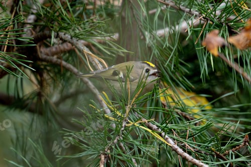 Preview: Goldcrest Perches On Tree