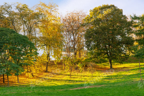 Preview: Autumn Public Park In Sunny Day, Sun Ray Shines Through Tree Branches With Yellow And Green Leaves.