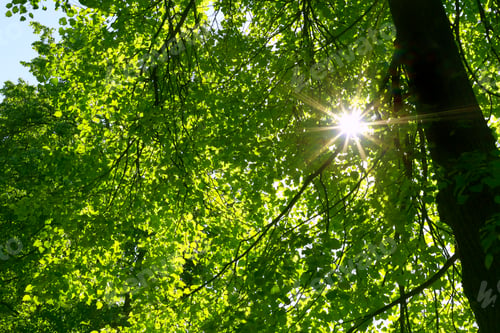 Preview: The bright sun shining through the green foliage of tall trees