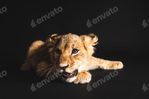 Preview: adorable lion cub lying isolated on black