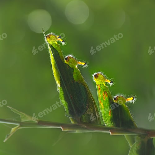 Preview: Caterpillar on Leaf