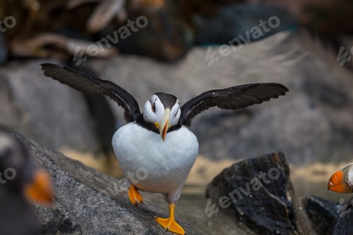 Preview: Puffin