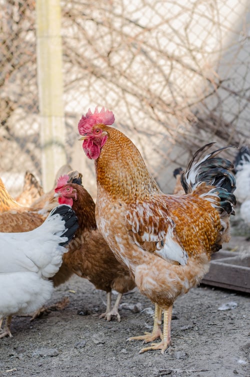 Preview: Big beautiful rooster on a poultry farm