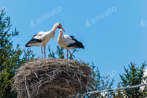 Preview: Couple of storks in the nest
