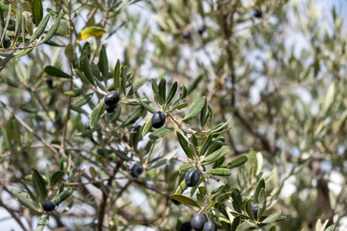 Preview: Olive tree branch with black ripe fruits on blur background.