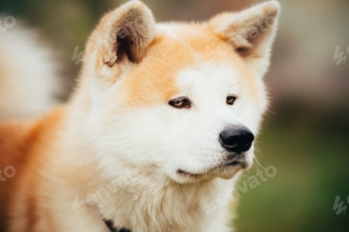 Preview: Akita Dog or Akita Inu, Japanese Akita Outdoor. Close Up