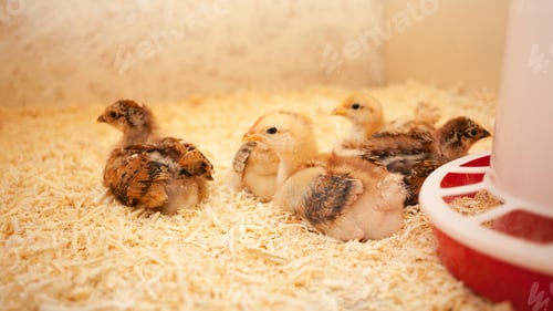 Preview: Small chicks in wooden chicken coop, copy space, indoors. Beautiful newborn birds. Lie