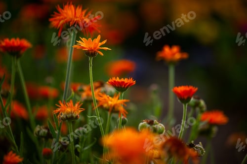 Preview: Natural summer background orange field flowers in the morning sun rays with soft blurred focus