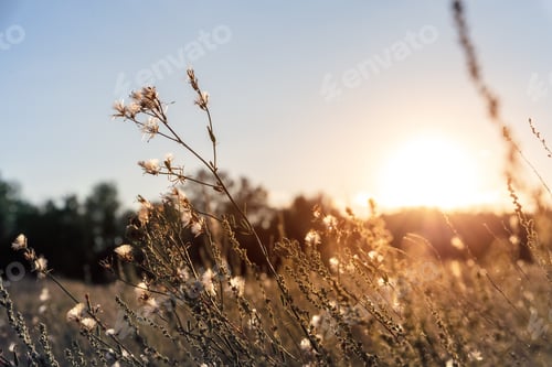 Preview: Abstract warm landscape of dry wildflower and grass meadow on warm golden hour sunset or sunrise