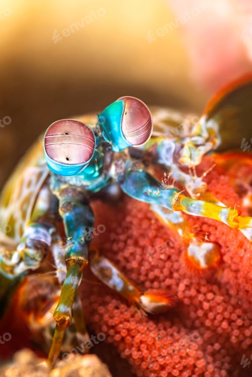 Preview: Mantis Shrimp with Egg Brood