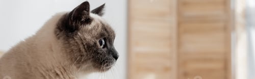 Preview: fluffy cat looking away at home, banner