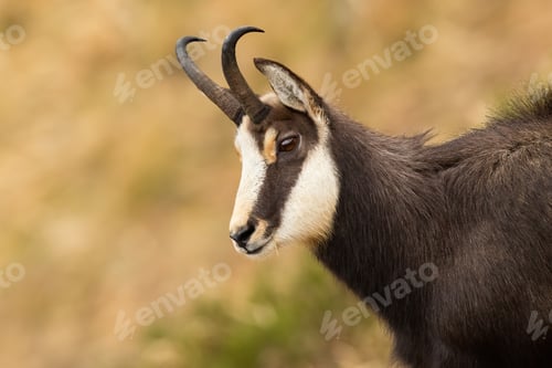 Preview: Tatra chamois in mountains in autumn from close-up