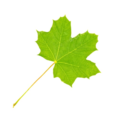 Preview: Leaf maple fresh