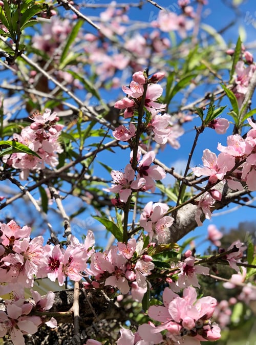 Preview: Pink blossoms