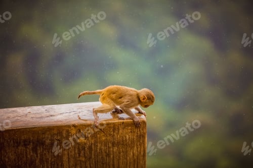 Preview: Monkey runs on temple wall in rain, seeking shelter. We must protect all animals