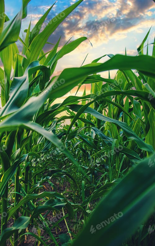 Preview: Field corn grows in the field. Selective focus.