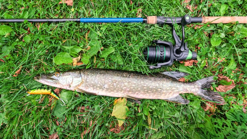Preview: Fish pike caught on lure and fishing rod in Corrib river at Galway, Ireland, fishing, angling, spinn