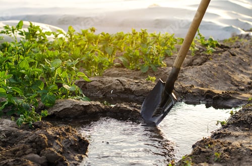 Preview: Irrigation and growing young potatoes in the field.