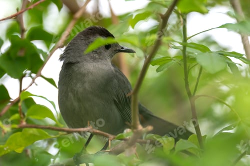 Preview: A Gray Catbird bird perched on a tree branch in summer Florida shrubs
