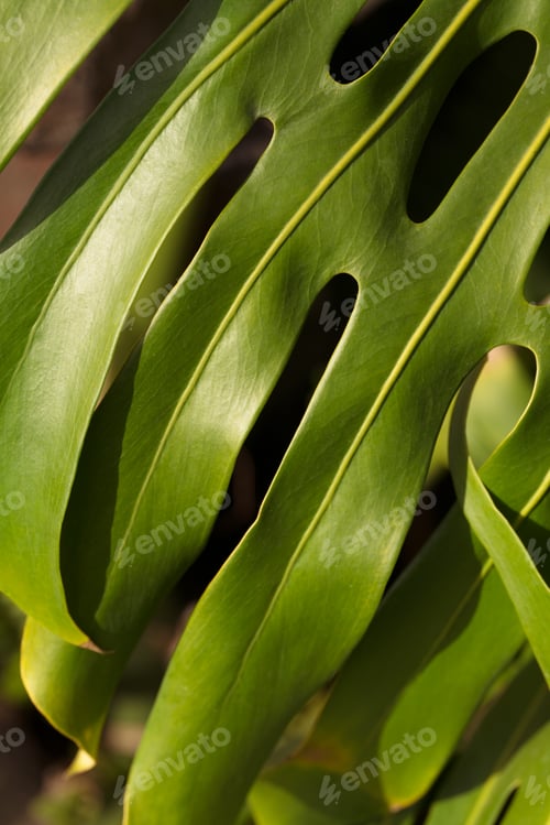 Preview: Closeup of green monstera leaf in sunlight