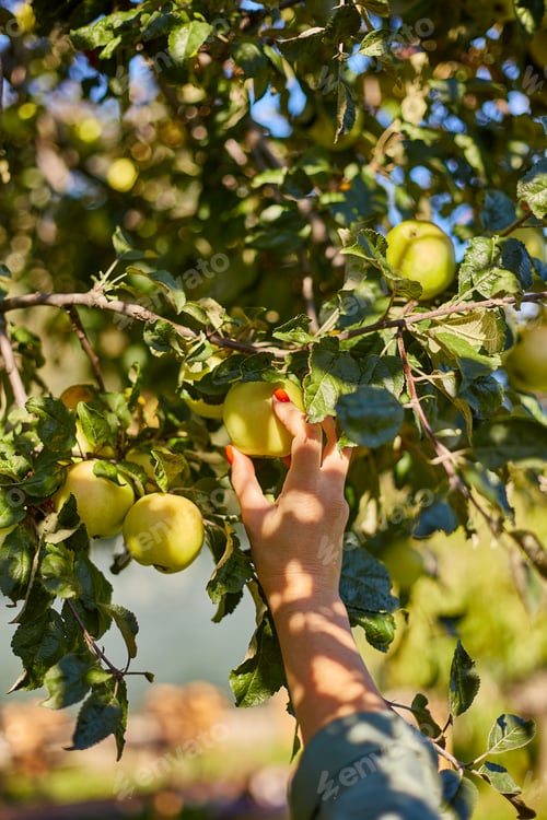 Preview: Woman hand picking a green ripe apple from tree