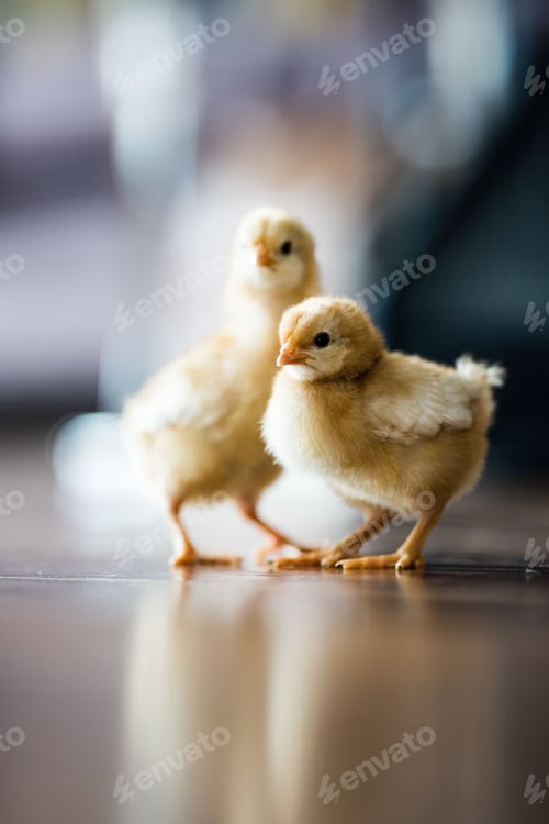 Preview: Vertical selective focus shot of adorable chicks on the floor