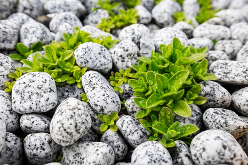 Preview: Closeup of Green Plants Growing Between White Granite Stones