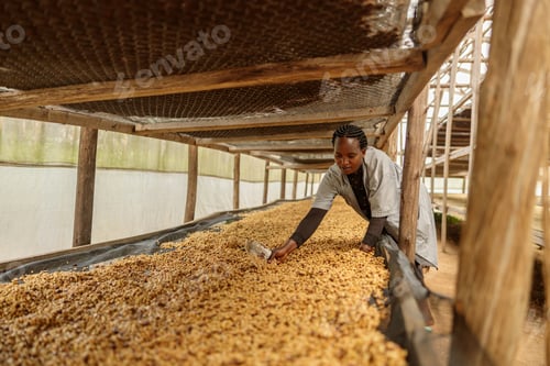 Preview: Female worker mixing coffee beans during honey process at farm