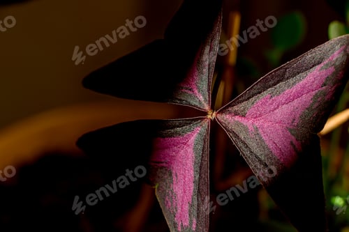 Preview: Beautiful potted home plant Oxalis triangular magenta