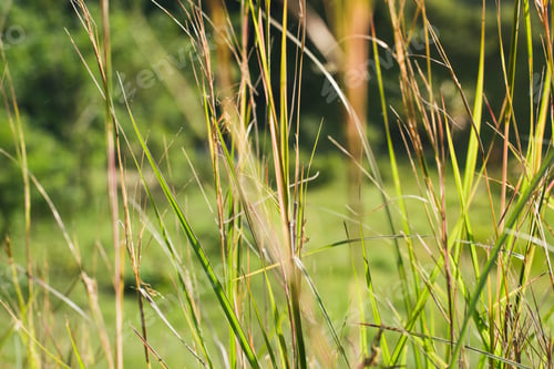 Preview: tall grass in the light of a beautiful summer sunset, in a paddock located in a Colombian farm