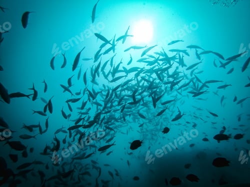 Preview: Fish silhouettes