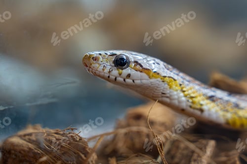 Preview: Curious Snake Head in Natural Habitat