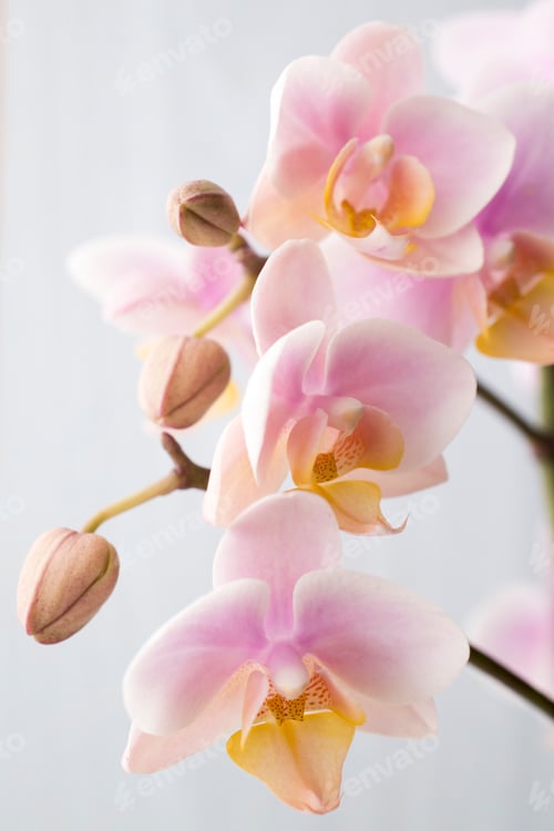 Preview: Pale Pink and Yellow Orchid Close-up