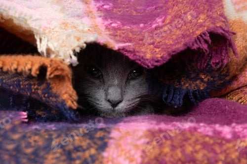 Preview: Gray Cat Peeking out from a Colorful Blanket