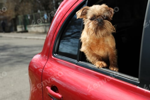 Preview: Adorable little dog looking out from car window. Exciting travel