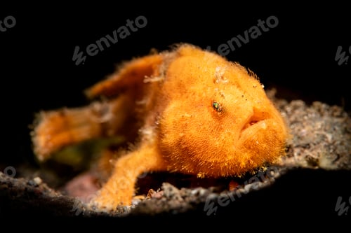 Preview: Small orange frogfish lit with snoot