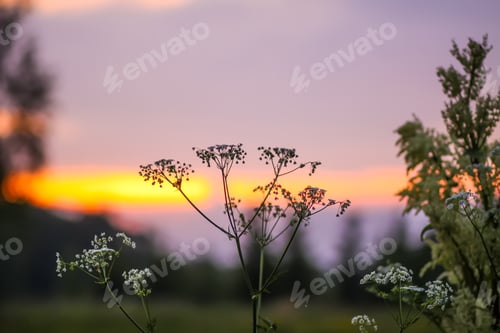 Preview: Wildflowers on rural field. Summer nature details in the countryside. Wild plants and flowers.