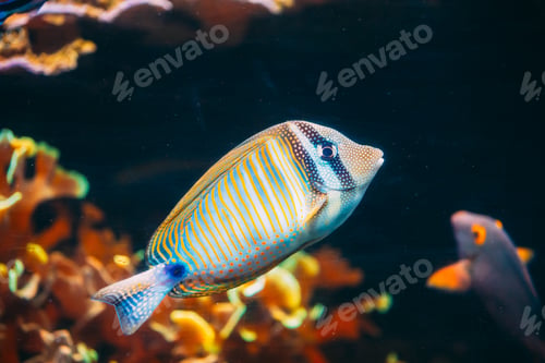 Preview: Kole Tang Or Spotted Surgeonfish Or Goldring Surgeonfish Or Yellow-eyed Tang Fish Ctenochaetus