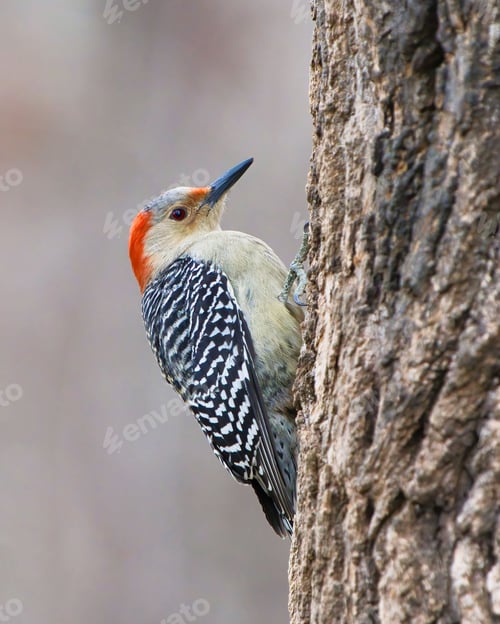 Preview: Red-bellied woodpecker on tree trunk