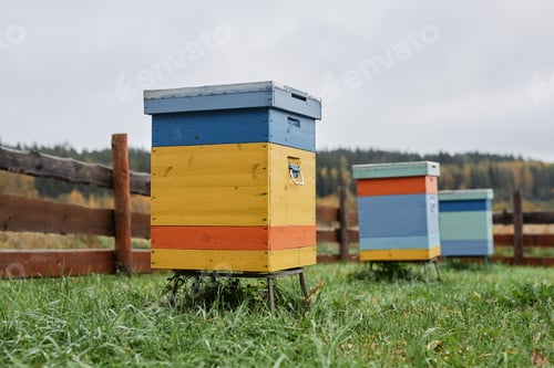Preview: Line of Beehives in Autumn Meadow at Apiary Farm