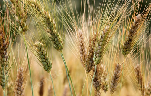 Preview: yellow wheats in the field