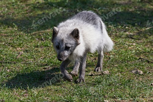 Preview: Arctic fox (Vulpes lagopus)