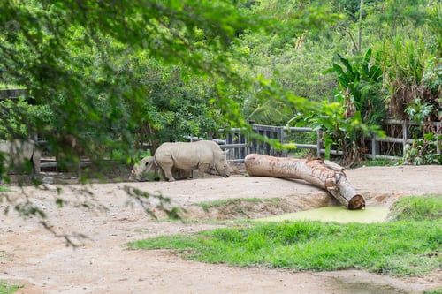 Preview: White rhinoceros resting near fallen log inside naturalistic zoo enclosure during daytime