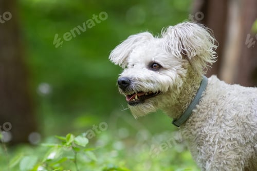Preview: cute little pumi dog enjoying the outdoors